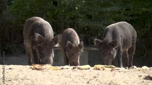 CHERNOBYL, UKRAINE -  September 03, 2019:  A herd of wild boars eat in the forest.