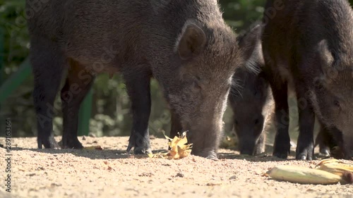 CHERNOBYL, UKRAINE -  September 03, 2019:  A herd of wild boars eat in the forest.