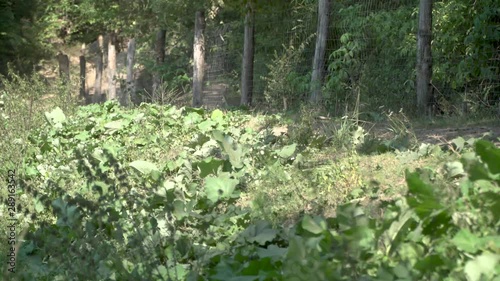 CHERNOBYL, UKRAINE -  September 03, 2019:  A herd of wild boars eat in the forest.