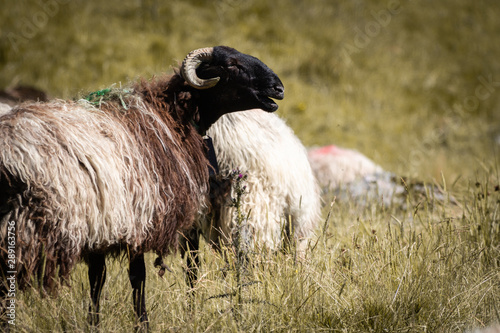 close up of beautiful herd of sheeps in pyrennees photo