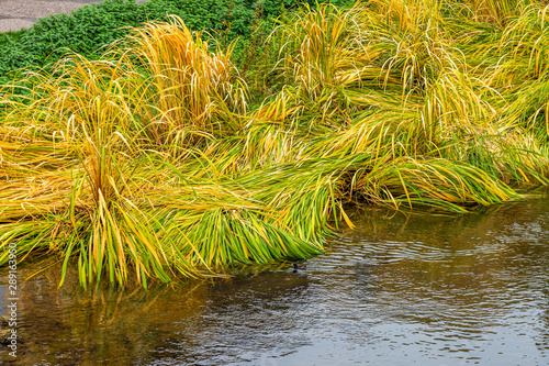 Herbstliches Schilf am Flu  ufer