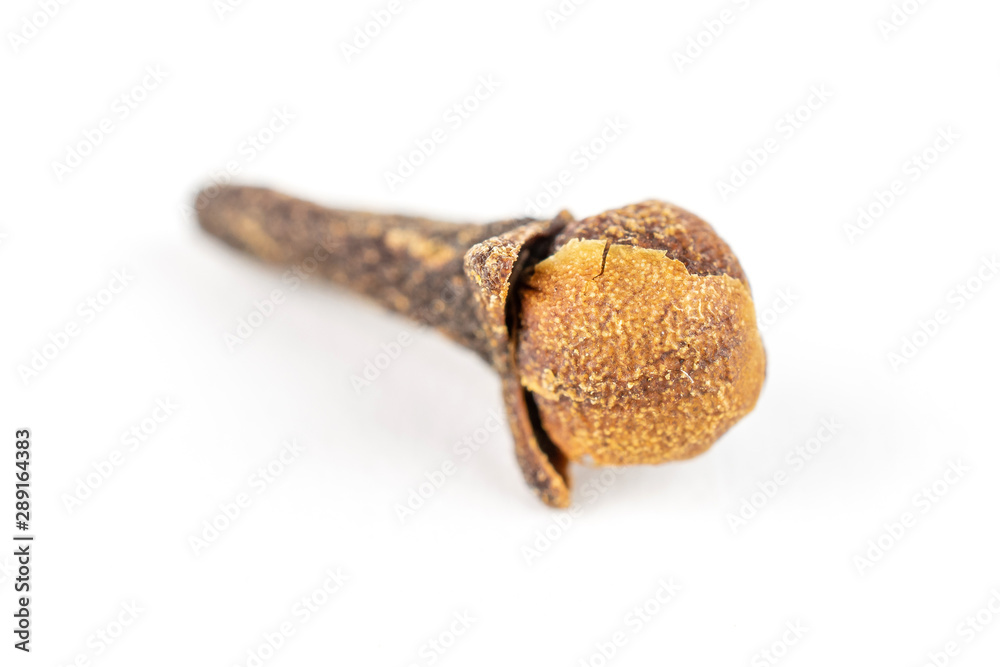 One whole dry brown clove isolated on white background One whole dry brown clove isolated on white background