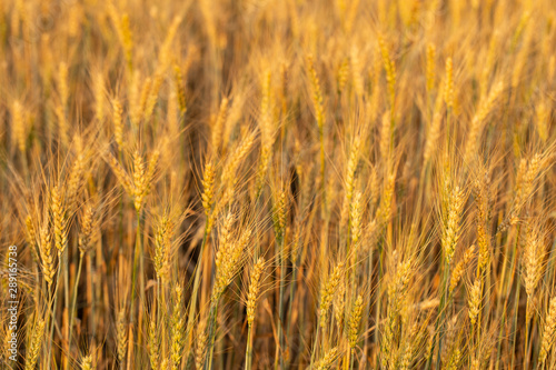 Golden cereals ready for harvest. Grain field. Space for wheat. Land for agricultural purposes. Food base of the human race.
