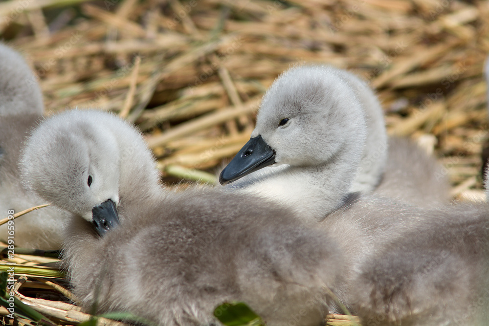 cygnets cygnets