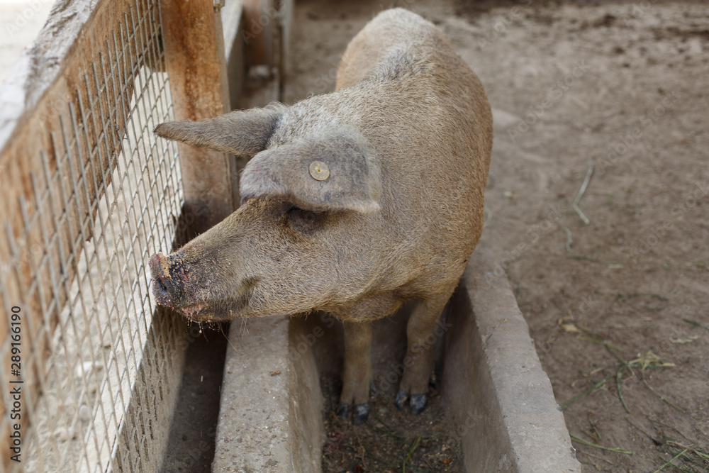 cute pigs at the zoo outdoor in summer.zoo concept.pigs on the ground in zoo.visiting the domestic animals the zoo cute pigs at the zoo outdoor in summer.zoo concept.pigs on the ground in zoo.visiting the domestic animals the zoo