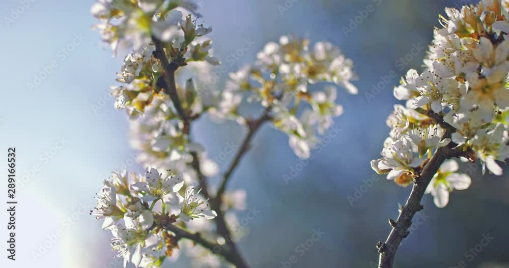 arbre cerisier et pommier en fleur. Fleurs blanches dans un environnement de campagne et de nature. prise de vue faible ouverture avec une faible profondeur de champs. Vidéo inspirante