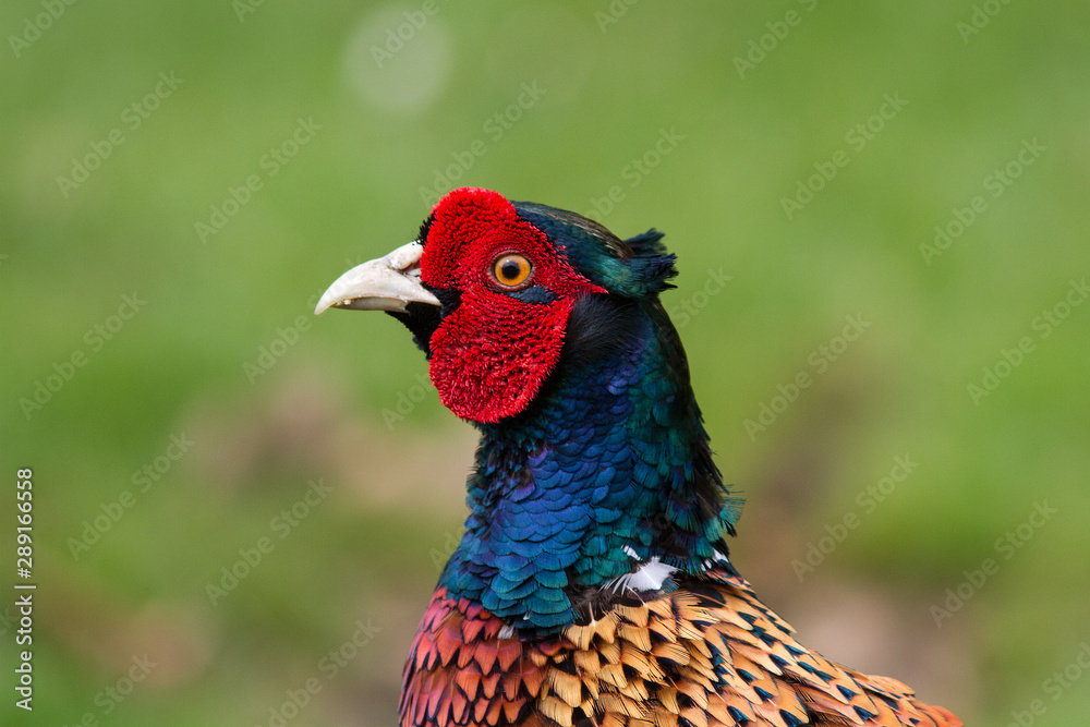 portrait of a pheasant