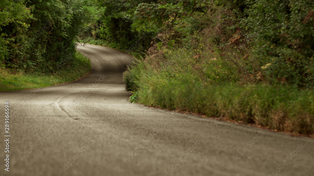 Fototapeta premium road in the forest