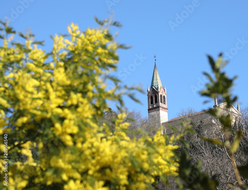 blurred mimosa plant in the foreground and a church bell tower photo