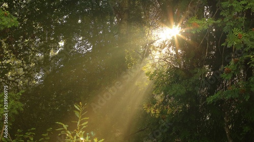 rays of sun in forest