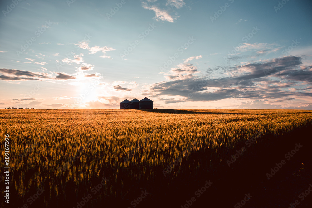 Quonset huts in a beautiful wheat field, at sunset, in central Alberta, Canada. Scenic view. Quonset huts in a beautiful wheat field, at sunset, in central Alberta, Canada. Scenic view.