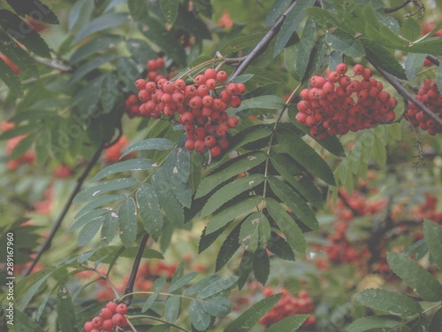 red berries on tree