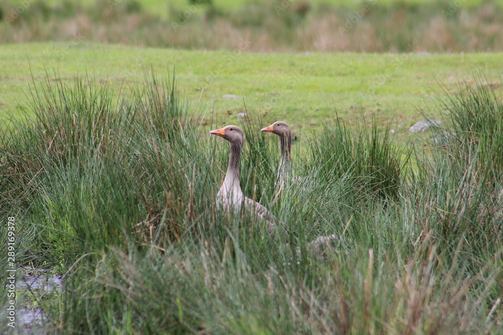 Birds in grassland