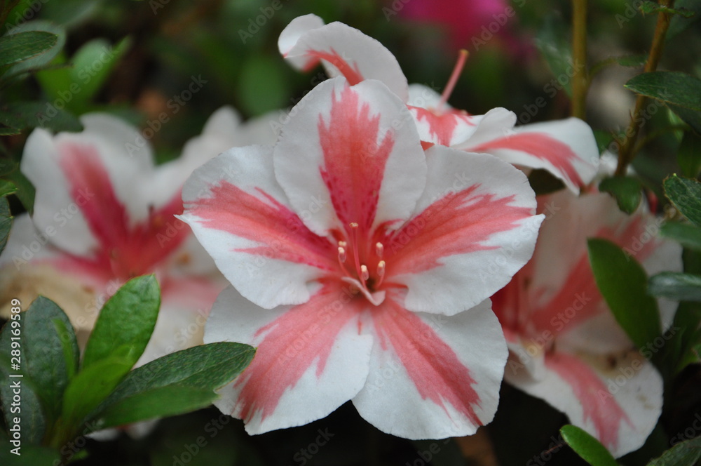 Fototapeta premium Pretty flowers