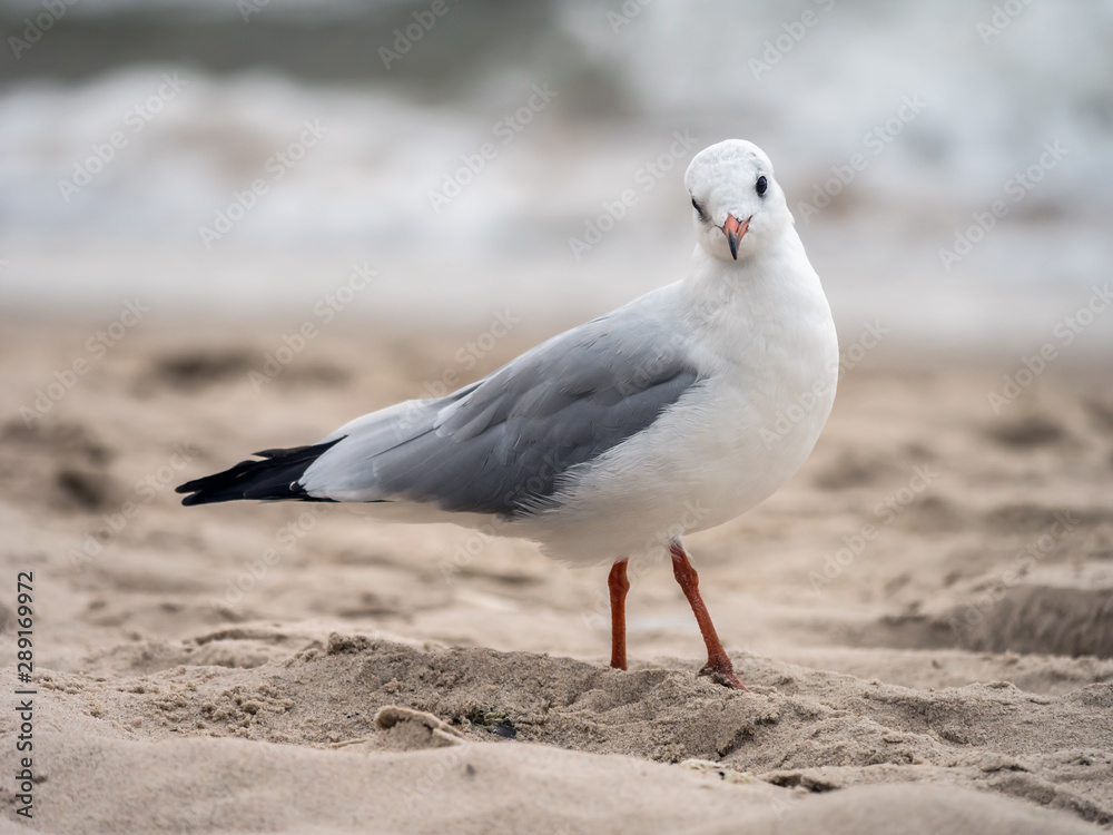 Fototapeta premium European herring gull