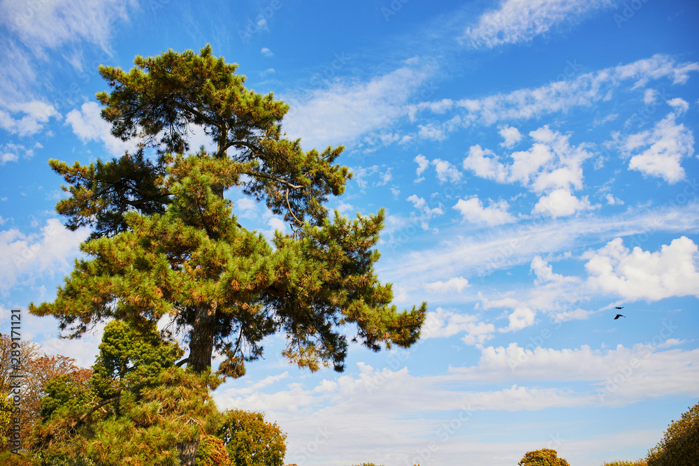 Giant pine over the blue sky
