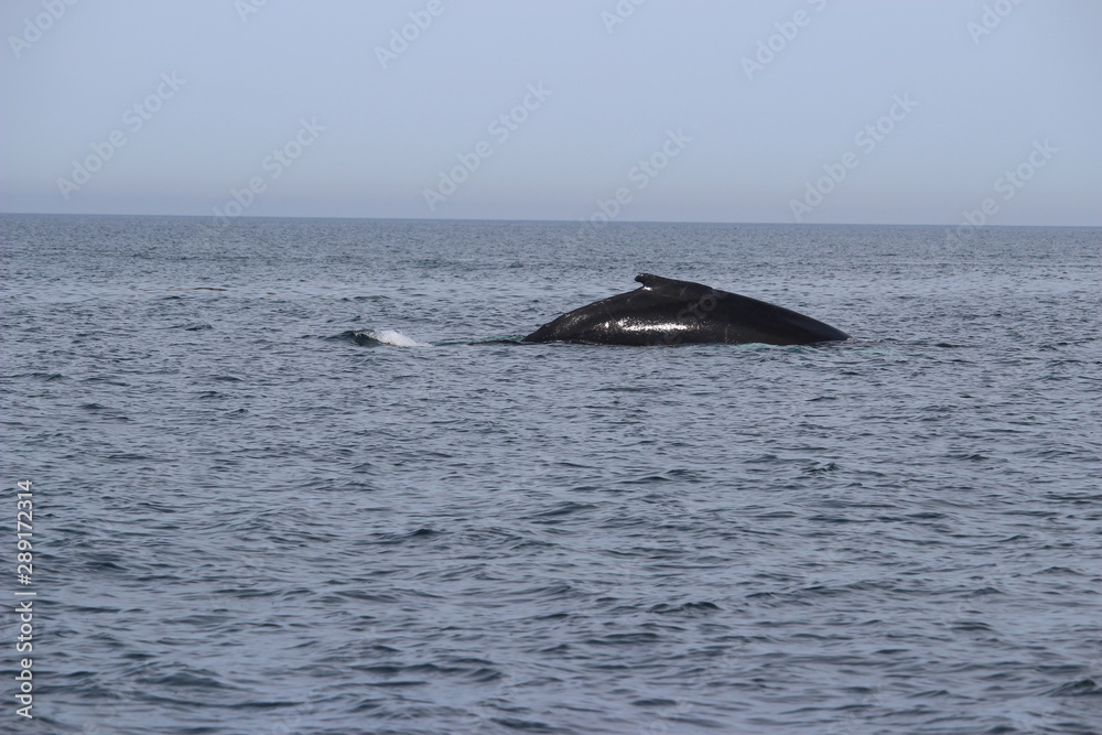 Fototapeta premium Whale in the ocean