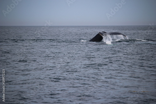 Whale lifting fin out of ocean