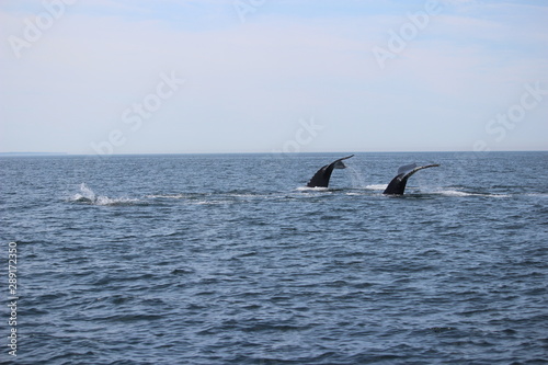 Humpback whales in the ocean