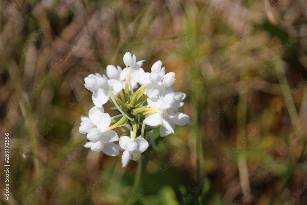 White bog orchid White bog orchid