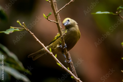 Palm Tanager photographed in the city of Viana, Espirito Santo. Southeast of Brazil. Atlantic Forest Biome. Picture made in 2008.