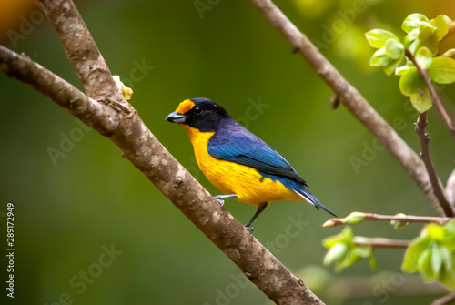 Violaceous Euphonia photographed in the city of Viana, Espirito Santo. Southeast of Brazil. Atlantic Forest Biome. Picture made in 2008.