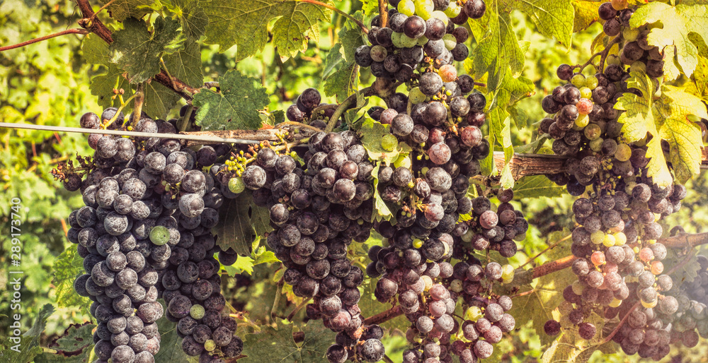 Loudoun Virginia Bunch of grapes in the vine with sunburst effect