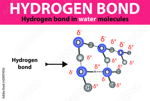 hydrogen bond. hydrogen bond in water molecules