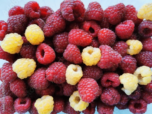 Photo of fresh raspberries close-up. Many Red and yellow berries