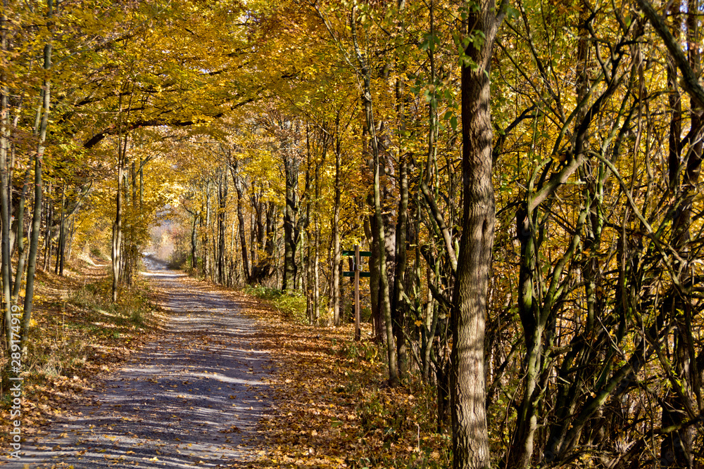 Straße im Herbstwald