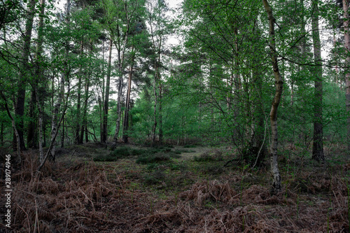 New Forest woodland in Hampshire England