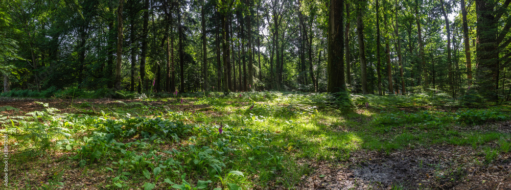 New Forest woodland in Hampshire England New Forest woodland in Hampshire England