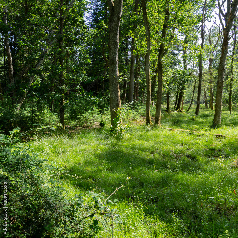 New Forest woodland in Hampshire England New Forest woodland in Hampshire England