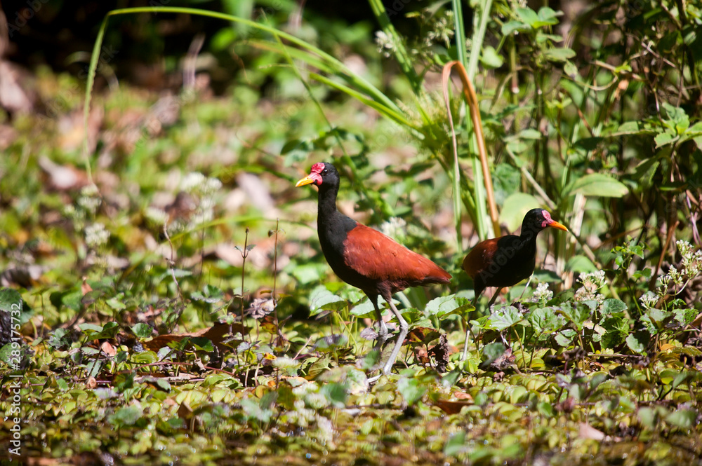 Obraz premium Wattled Jacana photographed in Cariacica, Espirito Santo. Southeast of Brazil. Atlantic Forest Biome. Picture made in 2012.