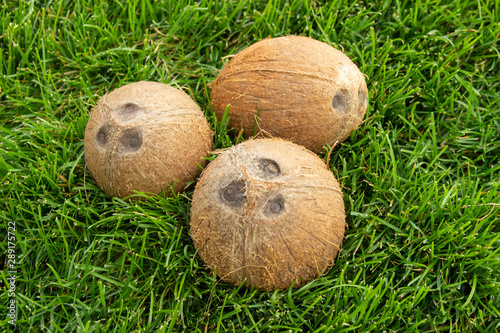 A Pile of whole coconuts on the green grass. Vegetarian and healthy food. Nutrition and diet background. Cosmetic industry.