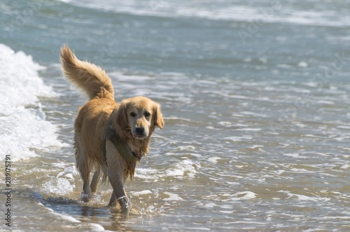 Long-haired dog having fun playing in the sea