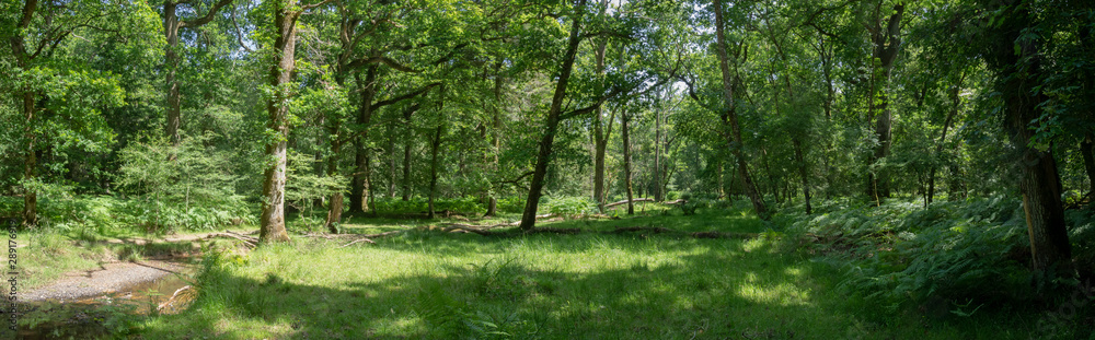 New Forest woodland in Hampshire England New Forest woodland in Hampshire England