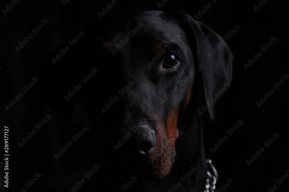 sinister dark portrait of a Dobermann peeping out of the dark