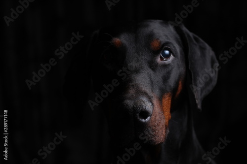 Dobermann Portrait looking directly at you with a subtle sidelighting