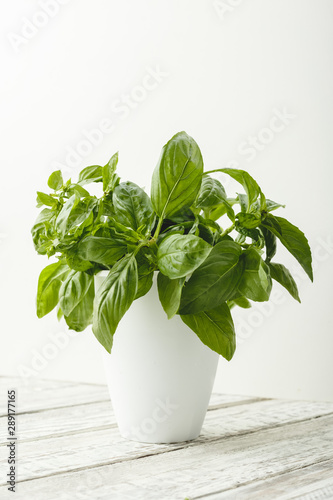 Fresh basil herb in flower pot on the white table on white background.