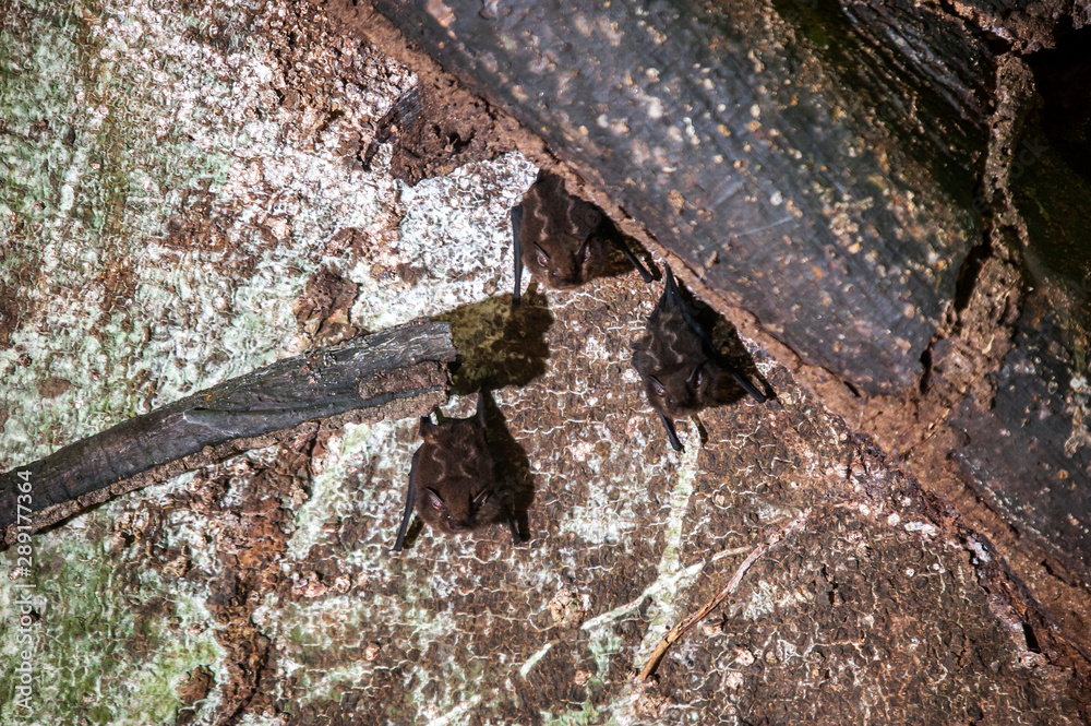 Fototapeta premium Greater Sac winged Bat photographed in the city of Cariacica, Espirito Santo. Southeast of Brazil. Atlantic Forest Biome. Picture made in 2012.