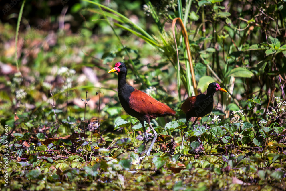 Wattled Jacana photographed in the city of Cariacica, Espirito Santo. Southeast of Brazil. Atlantic Forest Biome. Picture made in 2012. Wattled Jacana photographed in the city of Cariacica, Espirito Santo. Southeast of Brazil. Atlantic Forest Biome. Picture made in 2012.