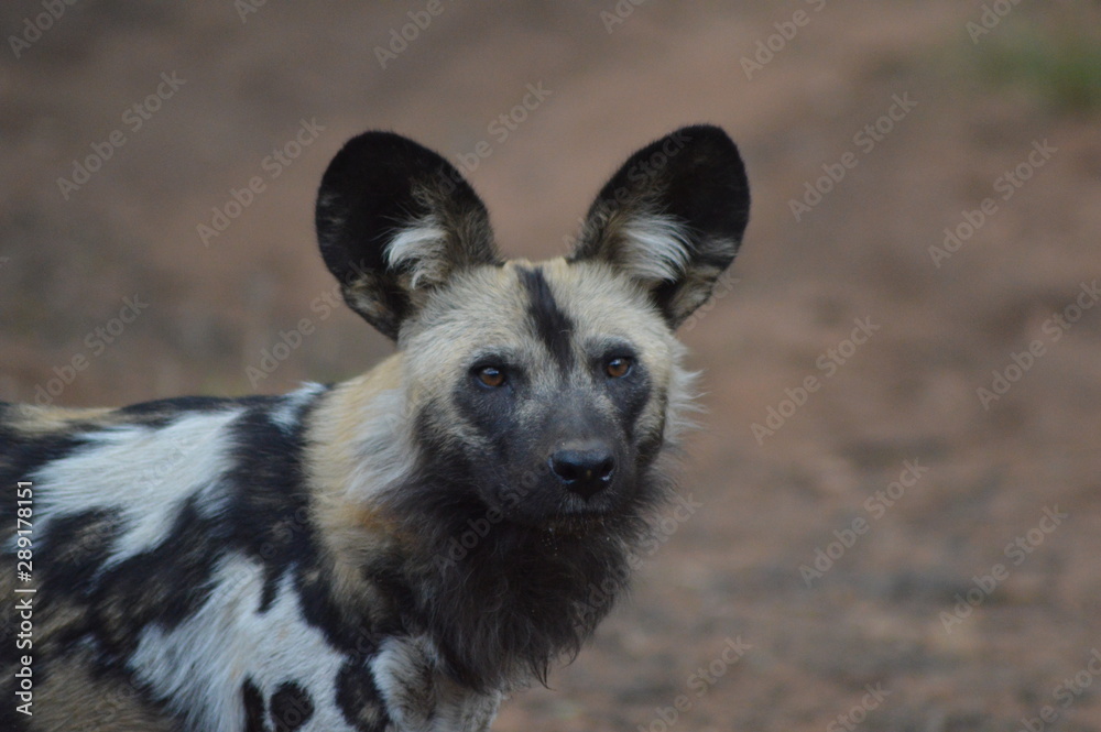 Portrait of an African wild dog in Kruger national park Portrait of an African wild dog in Kruger national park