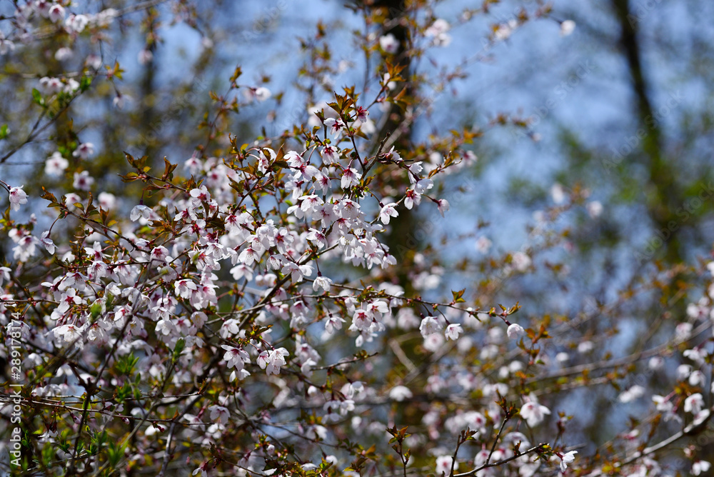 満開のマメザクラの花、富士桜の花、豆桜の花