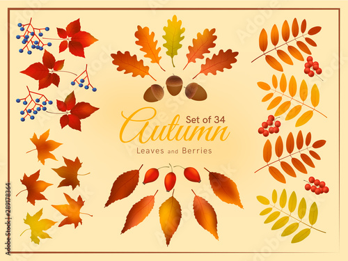 Colorful autumn leaves and berries set, autumn forest templates.