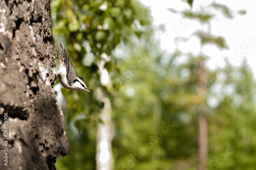 nuthatch, or coachman on a birch tree in a summer forest