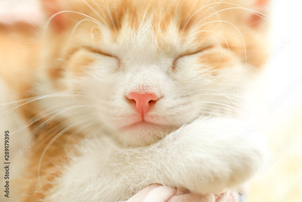 Cute little red kitten sleeping, closeup view Cute little red kitten sleeping, closeup view