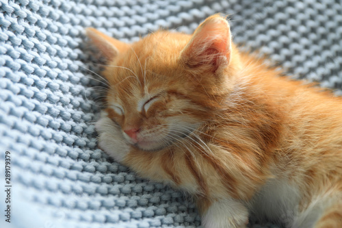 Sleeping cute little red kitten on light blue blanket, closeup view