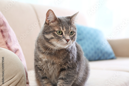 Cute gray tabby cat on sofa. Lovely pet