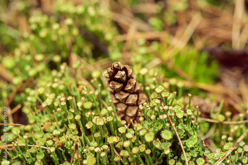 Pine cone in the moss Pine cone in the moss